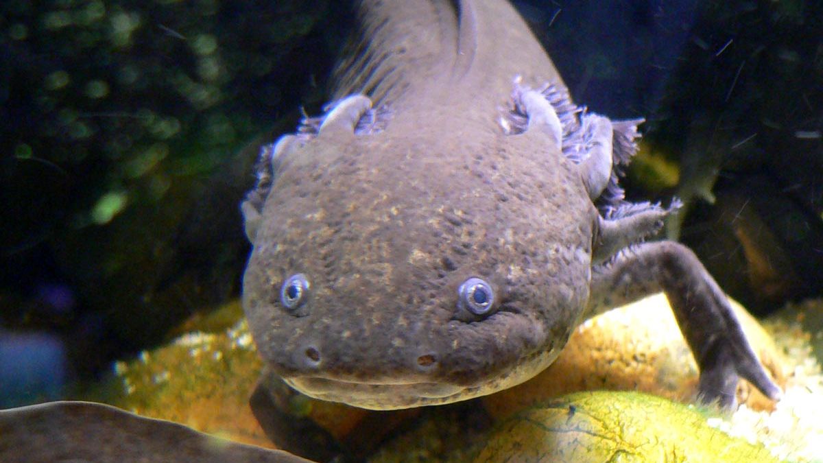 Axolotl Um Regenerovat Vlastn Nohu Nebo I Mozek Z Divo iny V ak axolotl-um-regenerovat-vlastn-nohu-nebo-i-mozek-z-divo-iny-v-ak